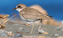 流出プラスチックによる野鳥への被害状況調査の情報を更新しました