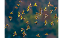 四季折々の風景と野鳥:2月「カワラヒワ」を公開しました