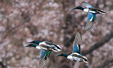 四季折々の風景と野鳥:3月「ハシビロガモ」
