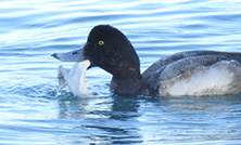 流出プラスチックによる野鳥への被害状況調査の情報を更新しました