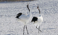 環境省レッドリストでタンチョウが絶滅危惧種から脱しました