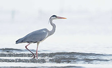 2026年度のバードメイトは「アオサギ」になりました