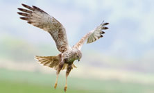 チュウヒの保護プロジェクトページをリニューアルしました