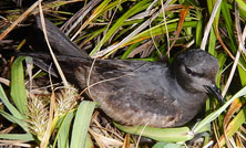 【国内初】伊豆諸島で繁殖する海鳥オーストンウミツバメにプラスチック由来の化学物質の蓄積が明らかに